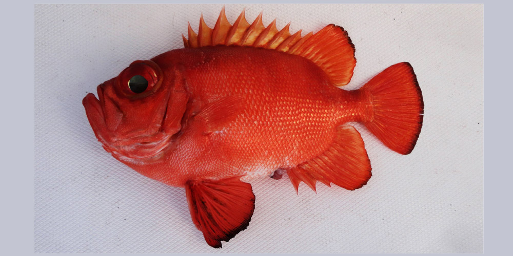 Popeye Catalufa Fish