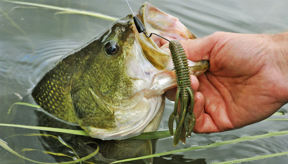 How To Catch Largemouth Bass Fast