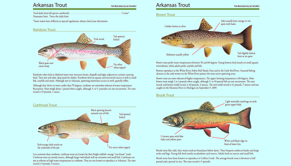 Various Subspecies of Rainbow Trout