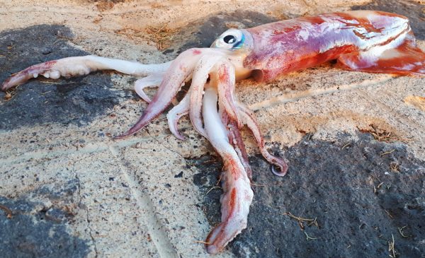 How to Catch Squid While Fishing Offshore: Techniques and Tips