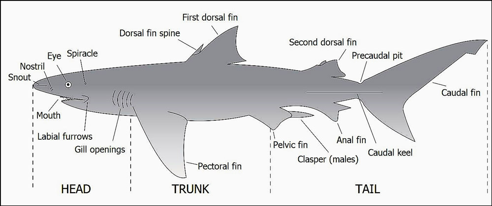 Shark Body Structure