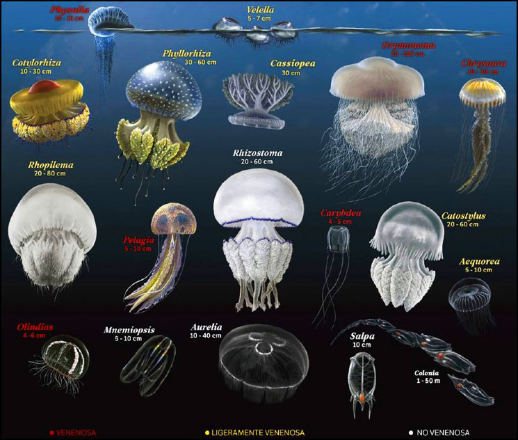 Jellyfish-2