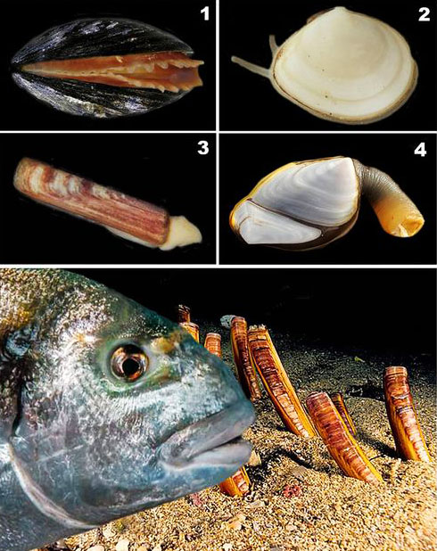 What are bivalves