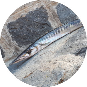 Read more about the article How to Cook Barracuda Fish: Fish in Jelly