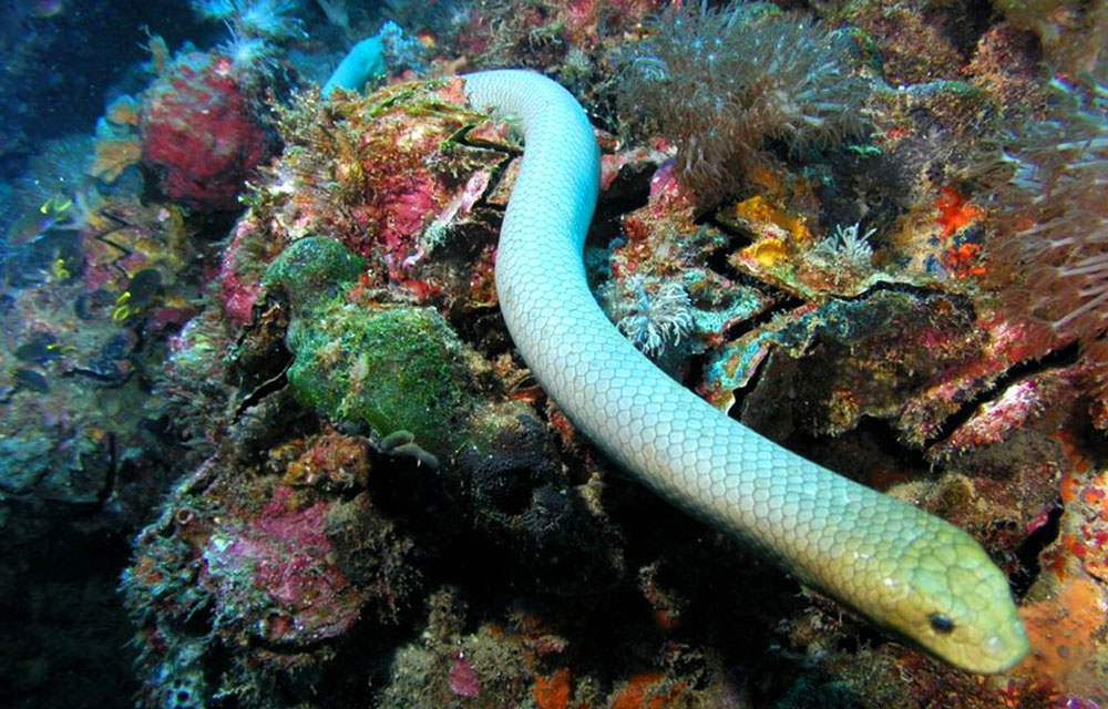 sea ​​snake